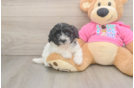 Friendly Poochon Baby