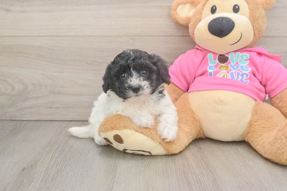 Friendly Poochon Baby