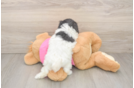 Best Poochon Baby