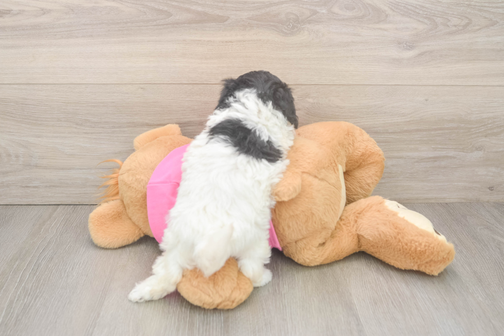 Best Poochon Baby