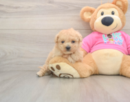 7 week old Poochon Puppy For Sale - Pilesgrove Pups