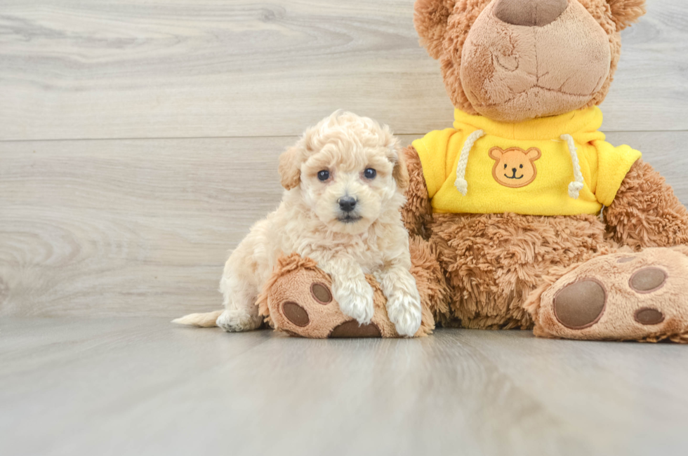 7 week old Poochon Puppy For Sale - Pilesgrove Pups