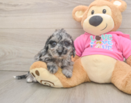 7 week old Poochon Puppy For Sale - Pilesgrove Pups