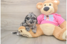 Poochon Puppy for Adoption