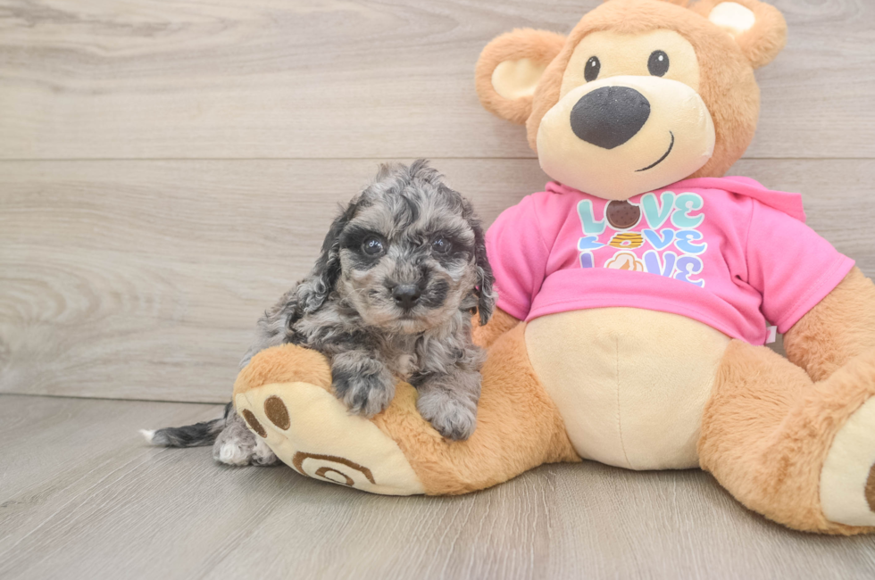 5 week old Poochon Puppy For Sale - Pilesgrove Pups
