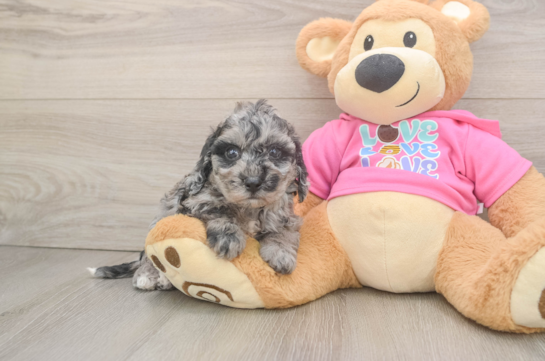 Poochon Puppy for Adoption