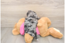 Playful Bichpoo Poodle Mix Puppy
