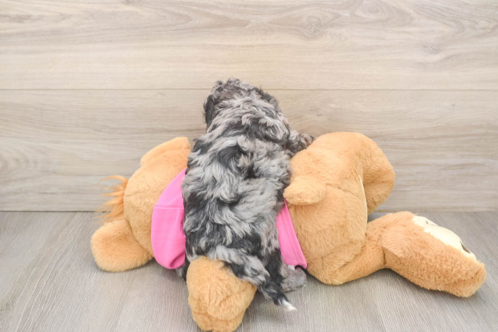 Playful Bichpoo Poodle Mix Puppy