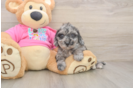 Fluffy Poochon Poodle Mix Pup
