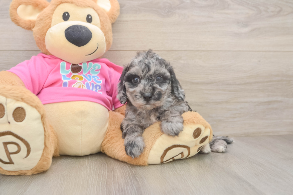 Fluffy Poochon Poodle Mix Pup