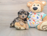 6 week old Poochon Puppy For Sale - Pilesgrove Pups