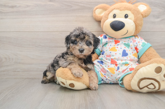 Poochon Pup Being Cute