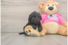 Poochon Puppy for Adoption