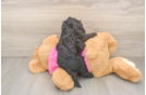 Friendly Poochon Baby