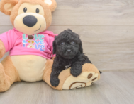 5 week old Poochon Puppy For Sale - Pilesgrove Pups