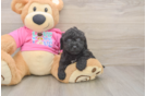 Friendly Poochon Baby