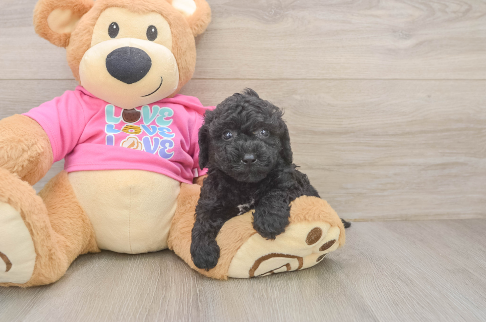5 week old Poochon Puppy For Sale - Pilesgrove Pups