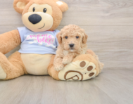 6 week old Poochon Puppy For Sale - Pilesgrove Pups