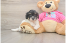 Best Poochon Baby