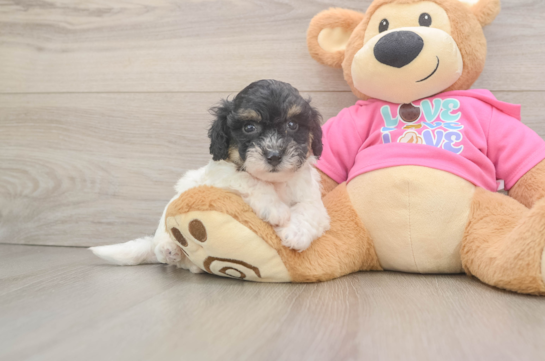 Best Poochon Baby