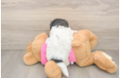 Fluffy Poochon Poodle Mix Pup