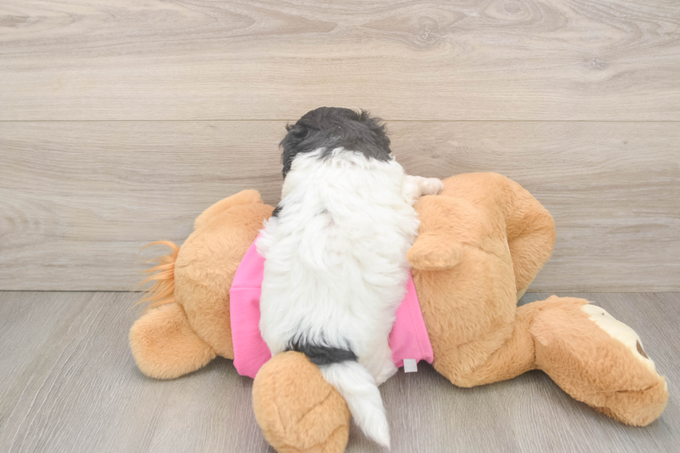 Fluffy Poochon Poodle Mix Pup