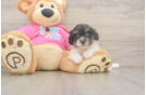 Poochon Pup Being Cute