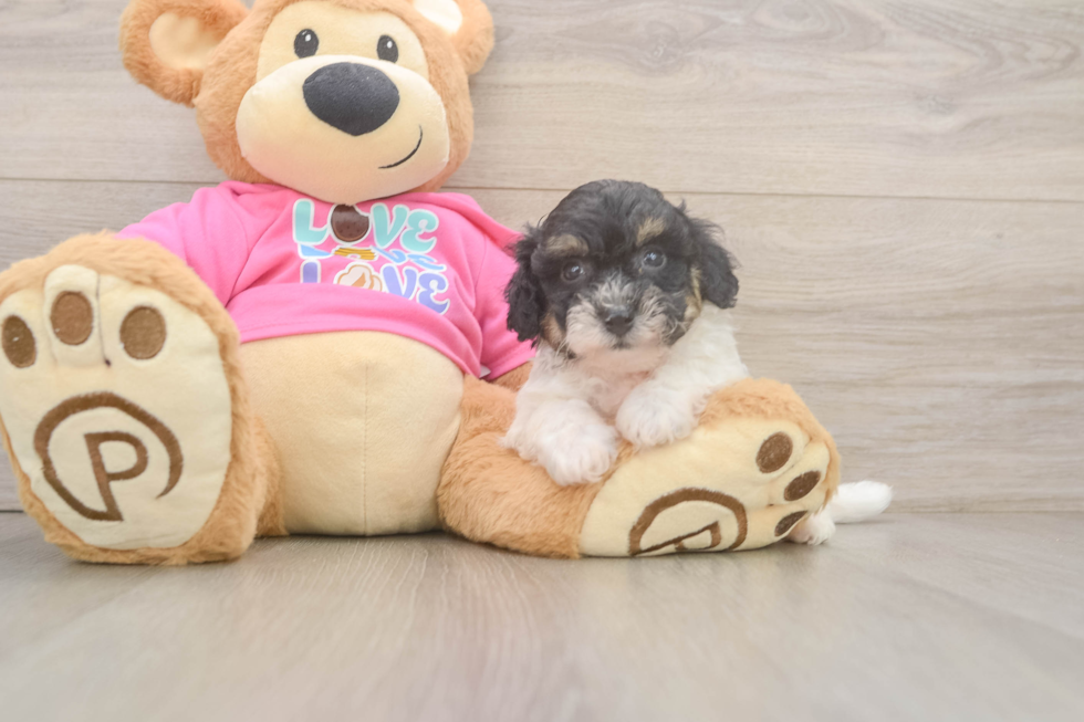 Poochon Pup Being Cute