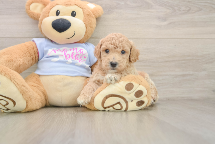 Little Bichpoo Poodle Mix Puppy