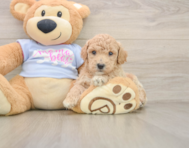 6 week old Poochon Puppy For Sale - Pilesgrove Pups