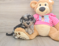 6 week old Poochon Puppy For Sale - Pilesgrove Pups