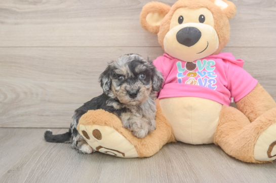 Poochon Puppy for Adoption