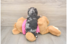 Best Poochon Baby