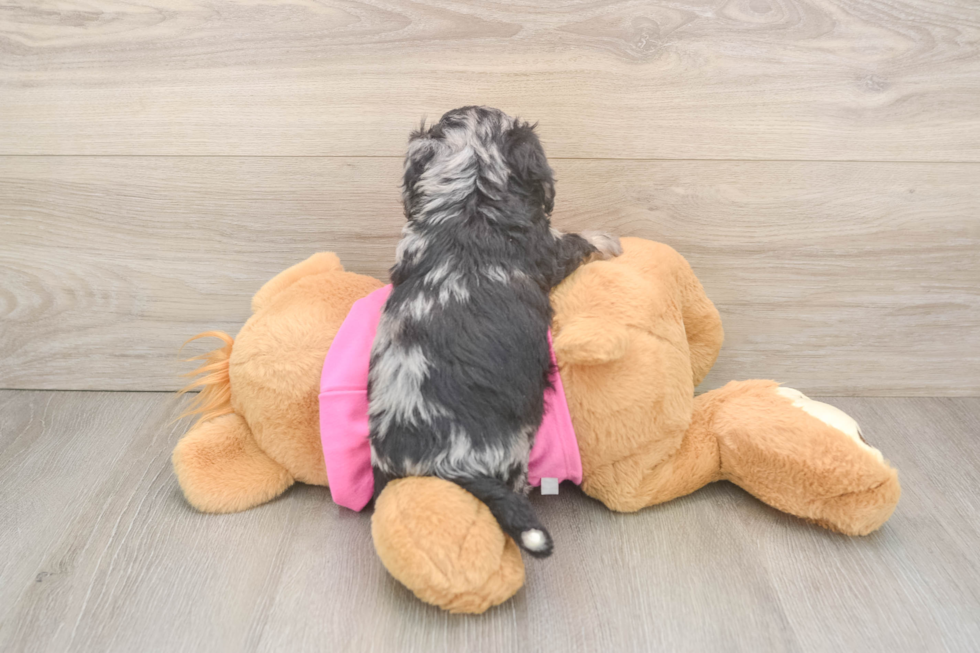 Best Poochon Baby