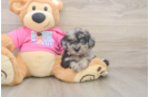Funny Poochon Poodle Mix Pup