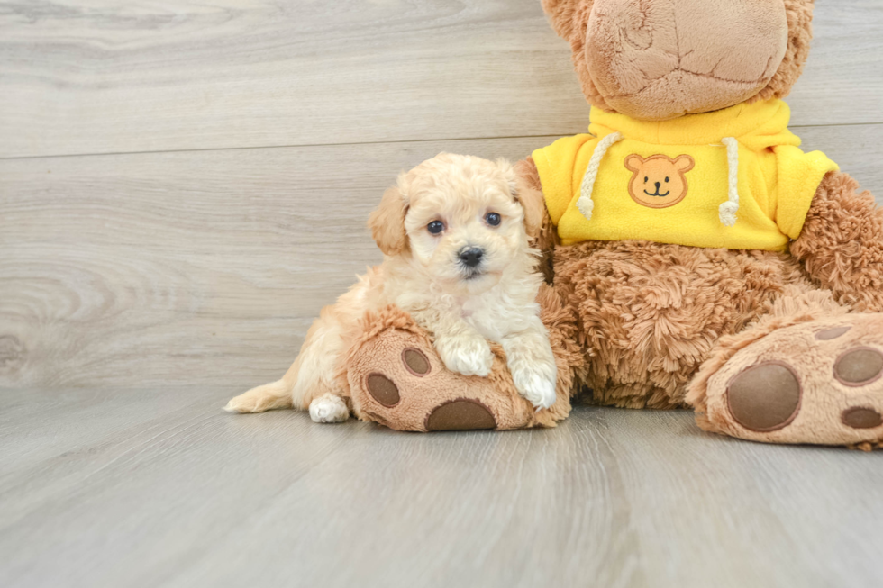 Petite Poochon Poodle Mix Pup