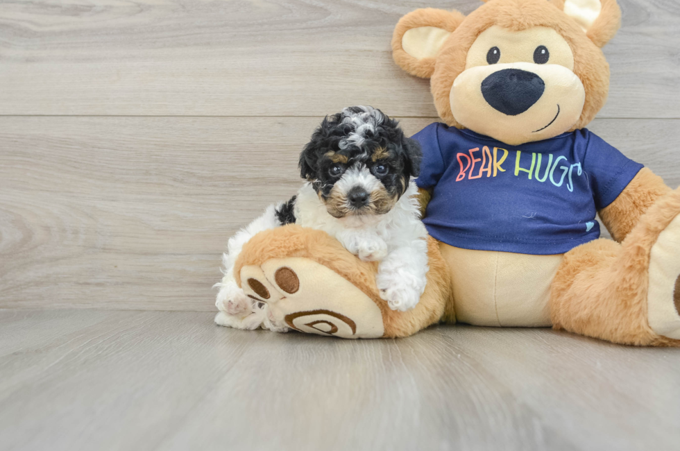 6 week old Poochon Puppy For Sale - Pilesgrove Pups