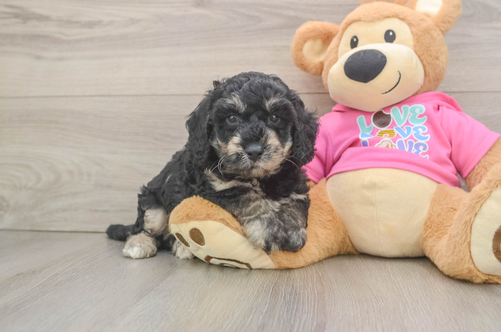 6 week old Poochon Puppy For Sale - Pilesgrove Pups