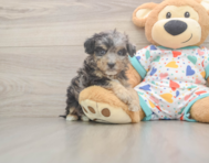 8 week old Poochon Puppy For Sale - Pilesgrove Pups