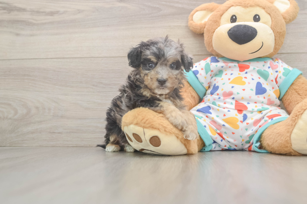 5 week old Poochon Puppy For Sale - Pilesgrove Pups