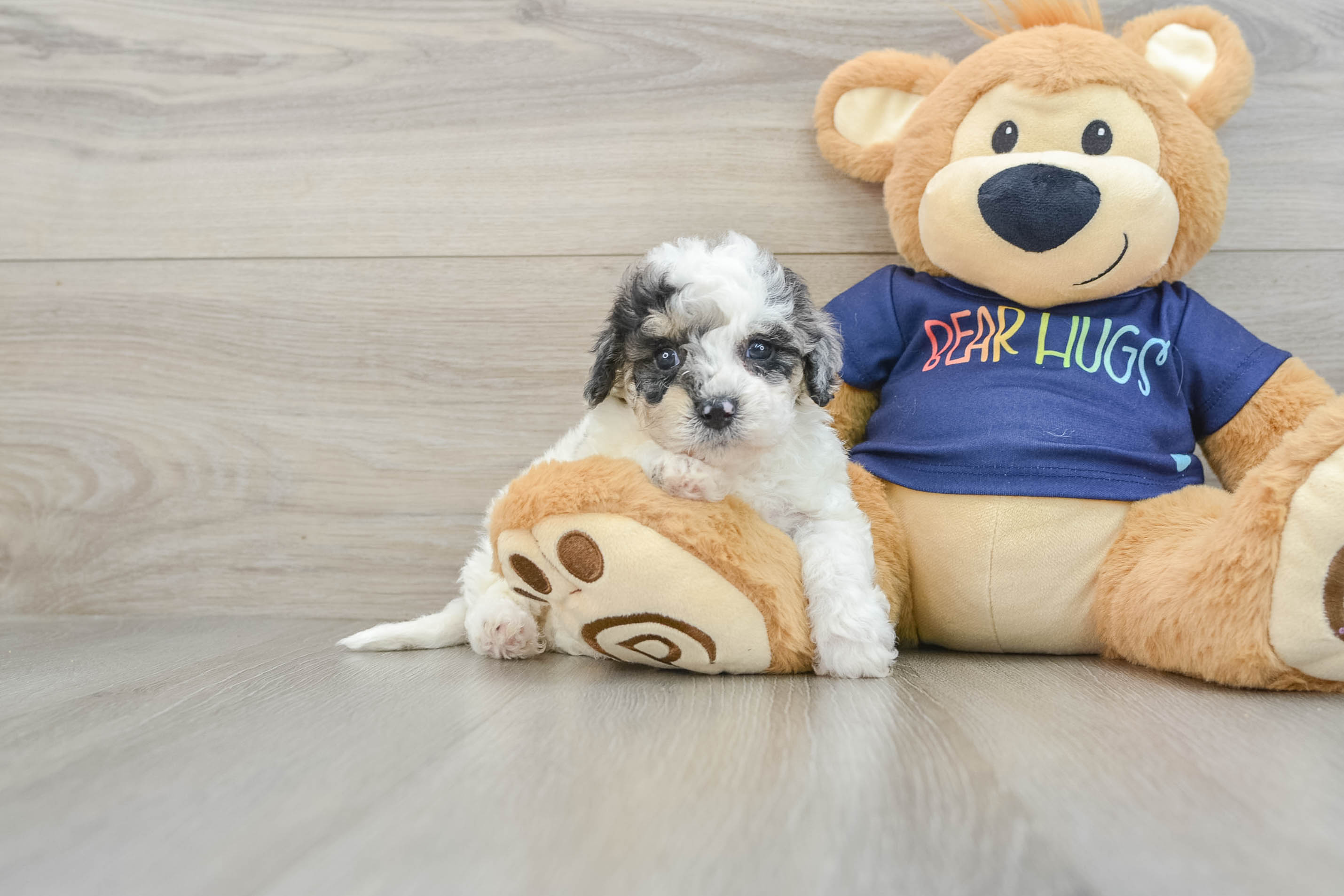 Best Poochon Baby