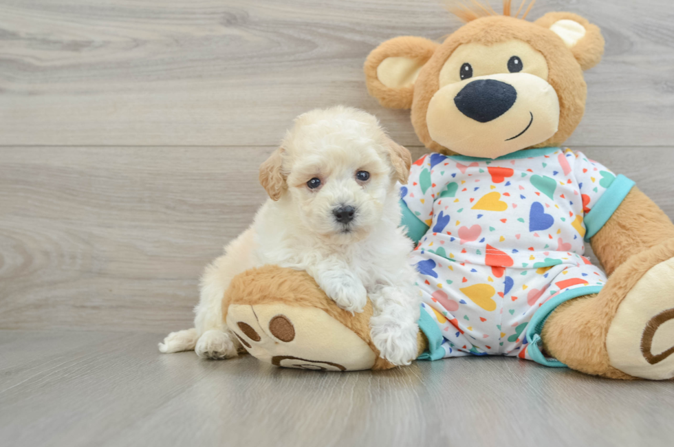 6 week old Poochon Puppy For Sale - Pilesgrove Pups