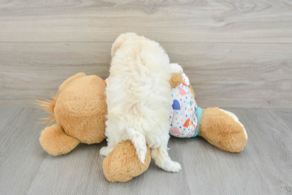 Playful Bichpoo Poodle Mix Puppy