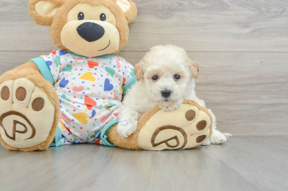 Happy Poochon Baby