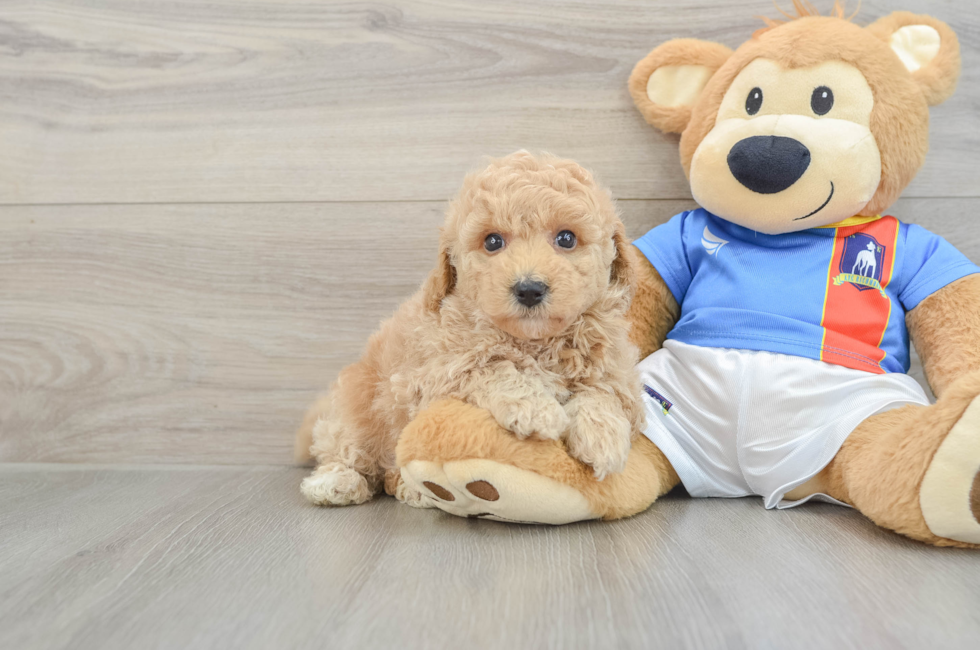 5 week old Poochon Puppy For Sale - Pilesgrove Pups
