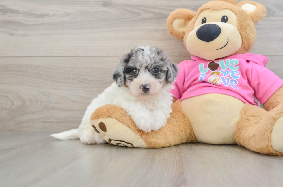5 week old Poochon Puppy For Sale - Pilesgrove Pups