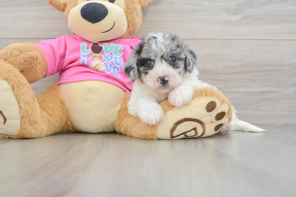 Poochon Pup Being Cute