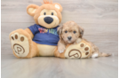 Hypoallergenic Bichpoo Poodle Mix Puppy