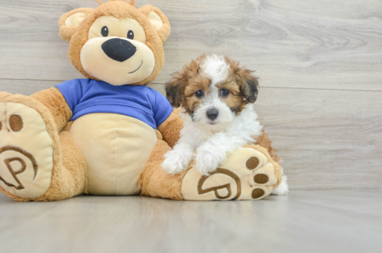 Playful Bichpoo Poodle Mix Puppy