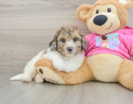 7 week old Poochon Puppy For Sale - Pilesgrove Pups